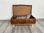 Koffer Katze