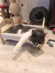 Katzenbett