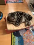 Relaxliege Katze