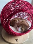 Sisalkugel Katze
