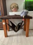 Kuschelhocker Katze
